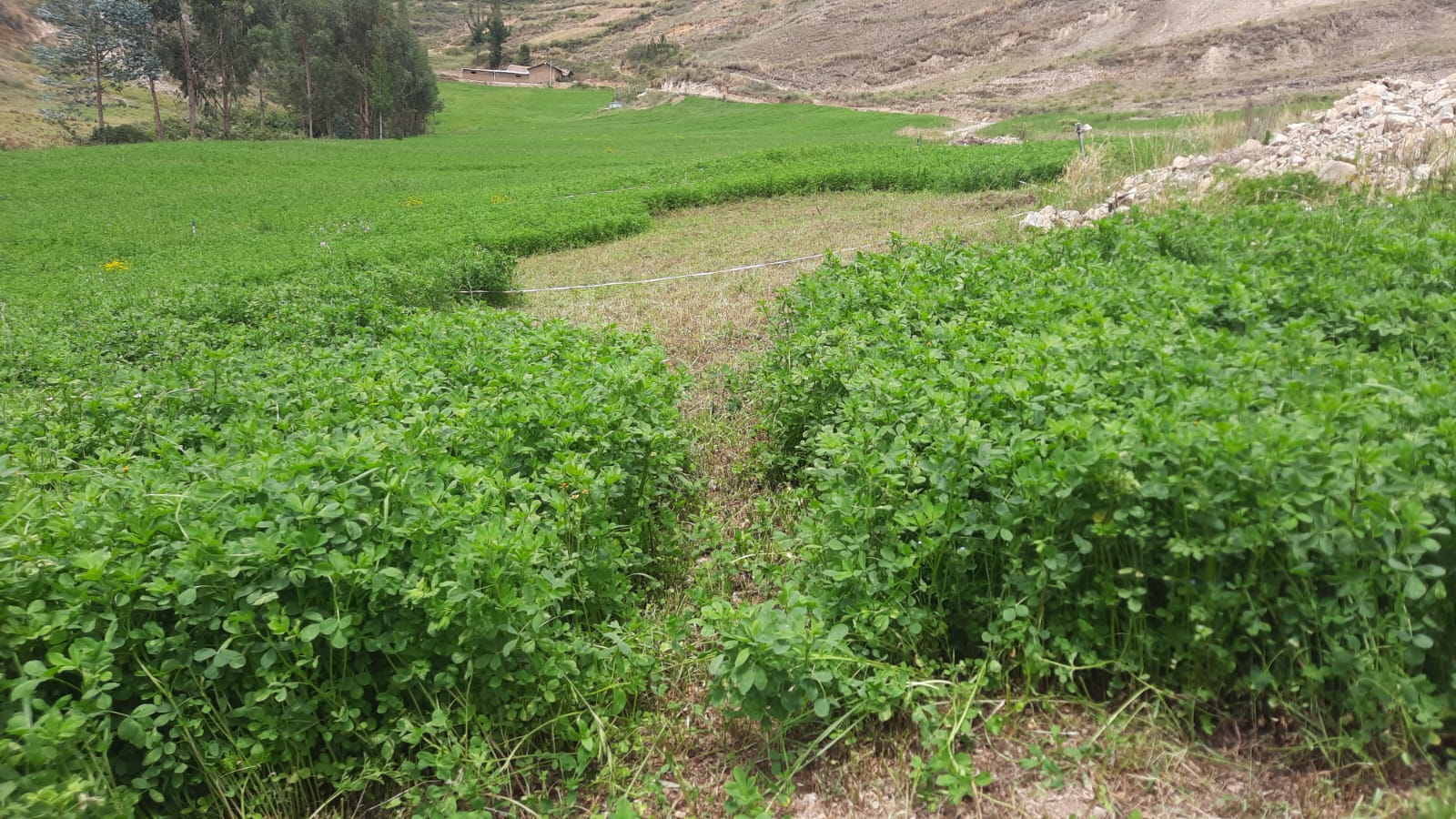 Alfalfa SW Moapa - Imagen 3