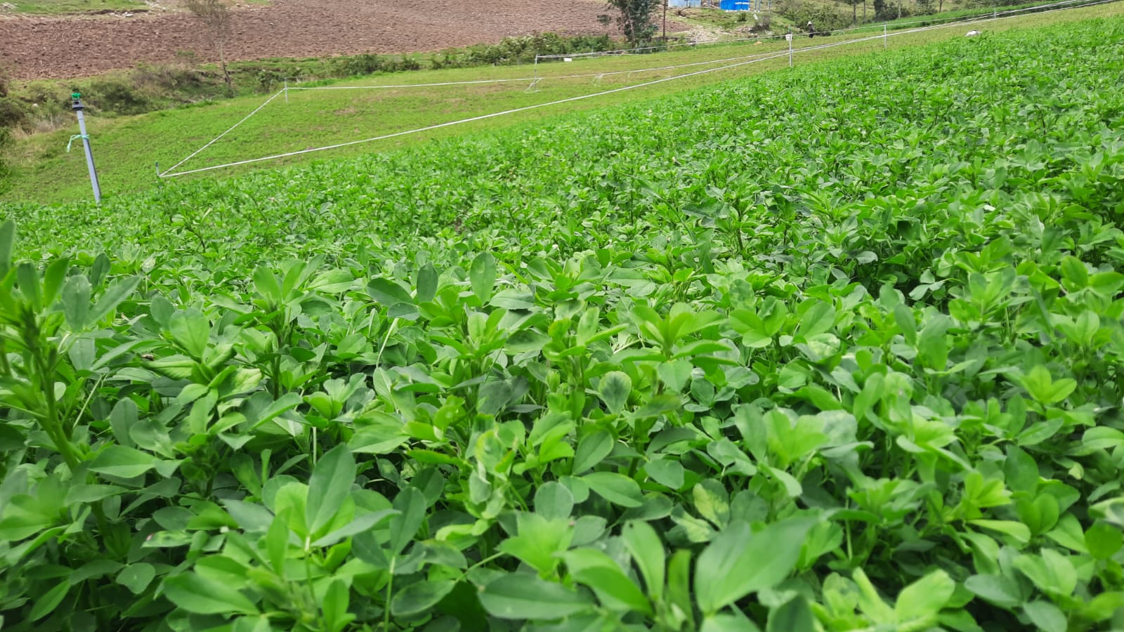 Alfalfa SW Moapa - Imagen 4
