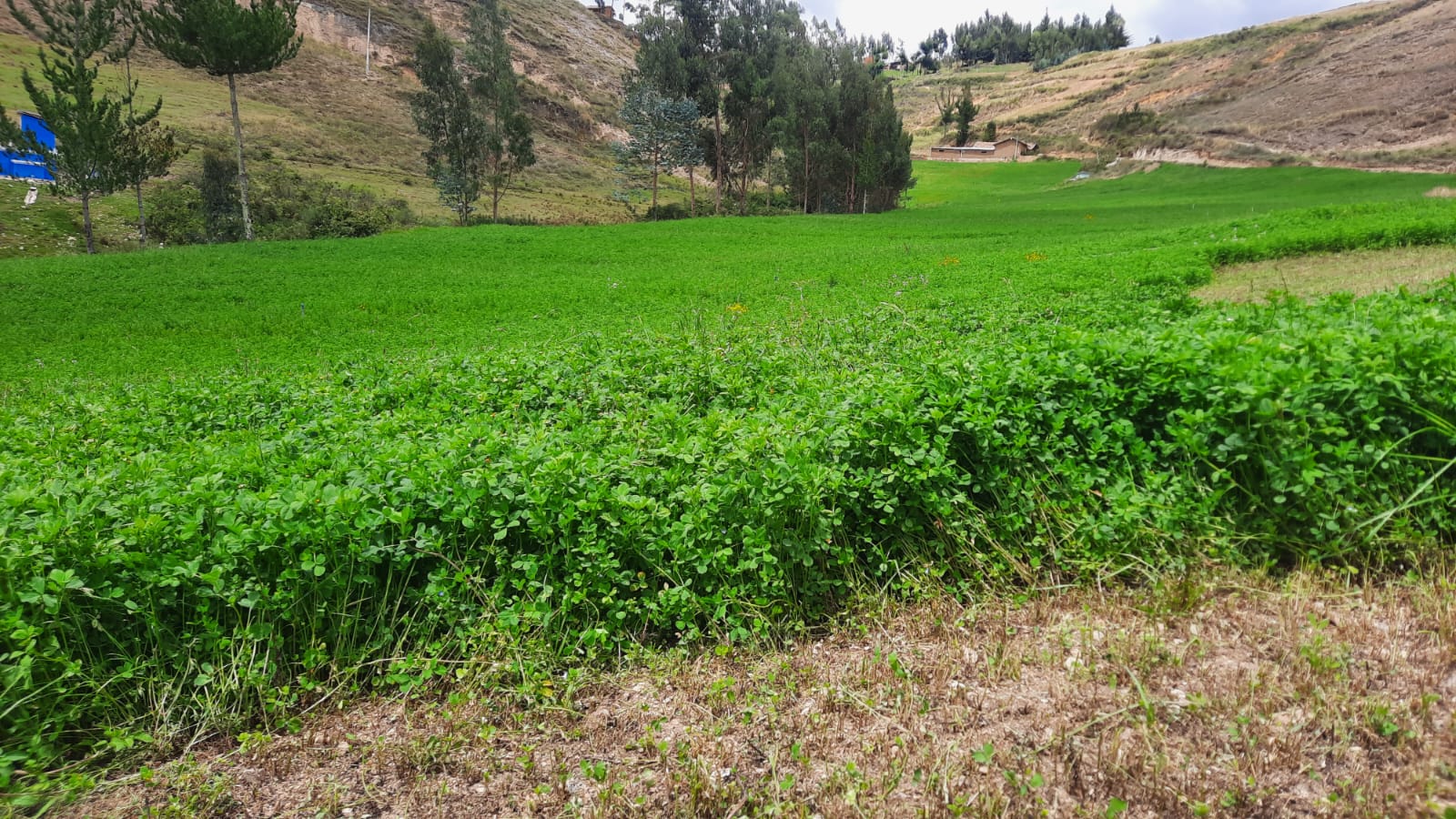 Alfalfa SW Moapa - Imagen 5
