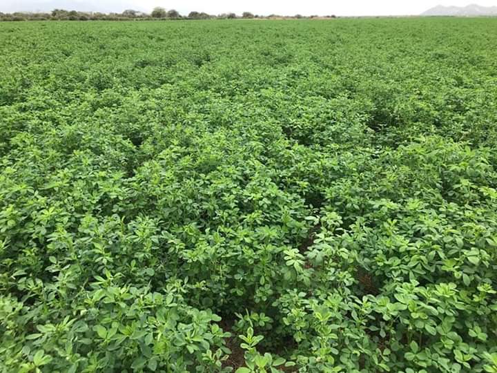 Alfalfa SW9720 - Imagen 2