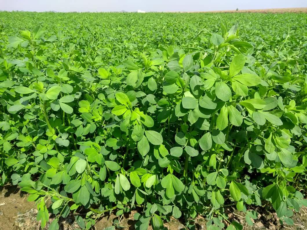 Alfalfa SW9720