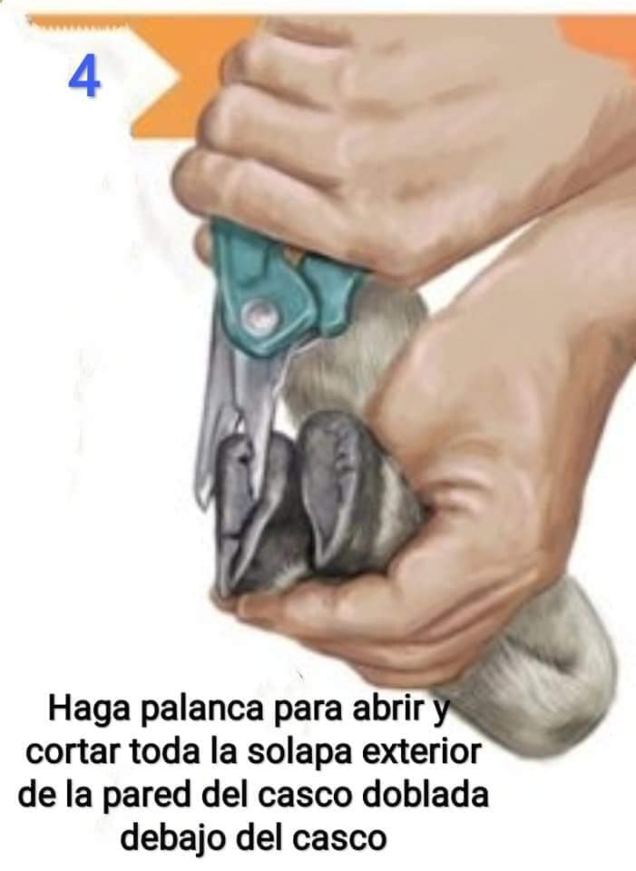 Corta Casco Pack 2 en 1 - Imagen 15