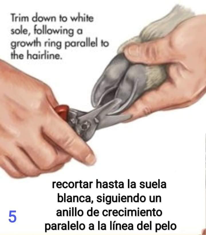 Corta Casco Pack 2 en 1 - Imagen 13