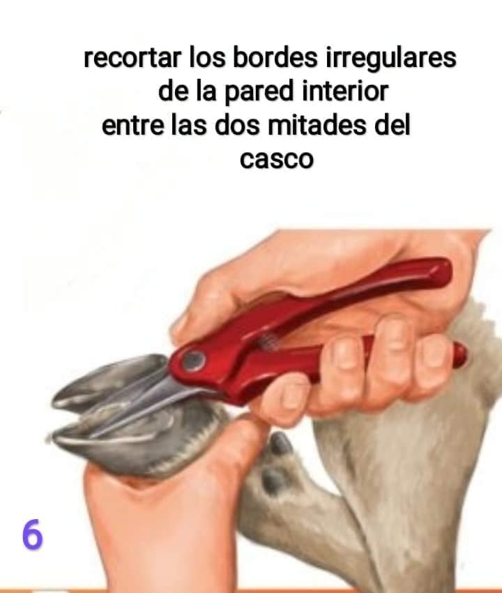 Corta Casco Pack 2 en 1 - Imagen 14