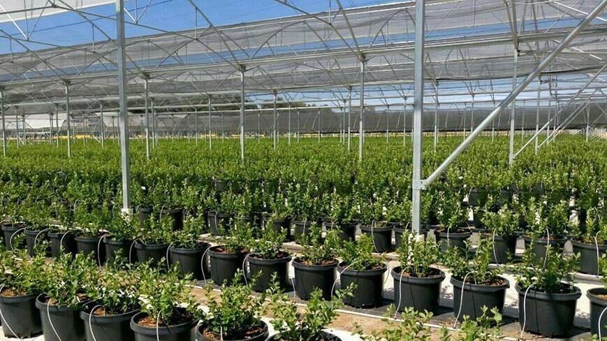 AGROFILM C10 - Imagen 7