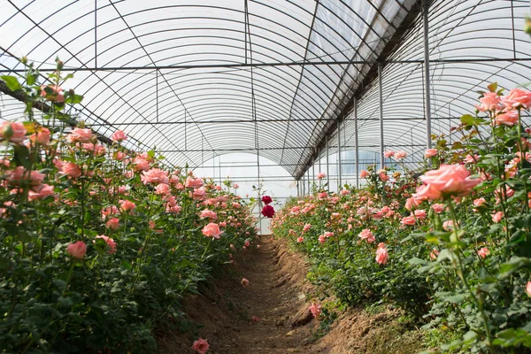 AGROFILM C10 - Imagen 3