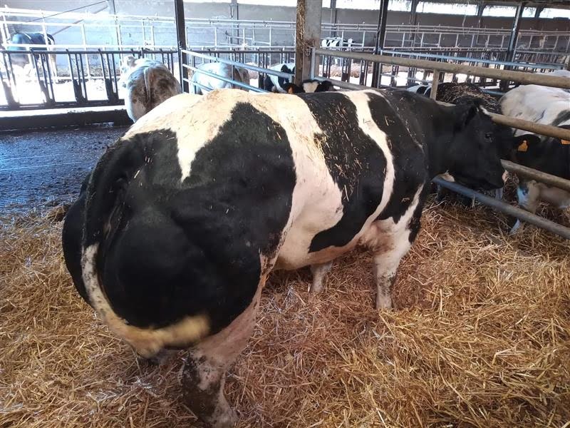 Semen y Embriones Raza Azul Belga - Imagen 17