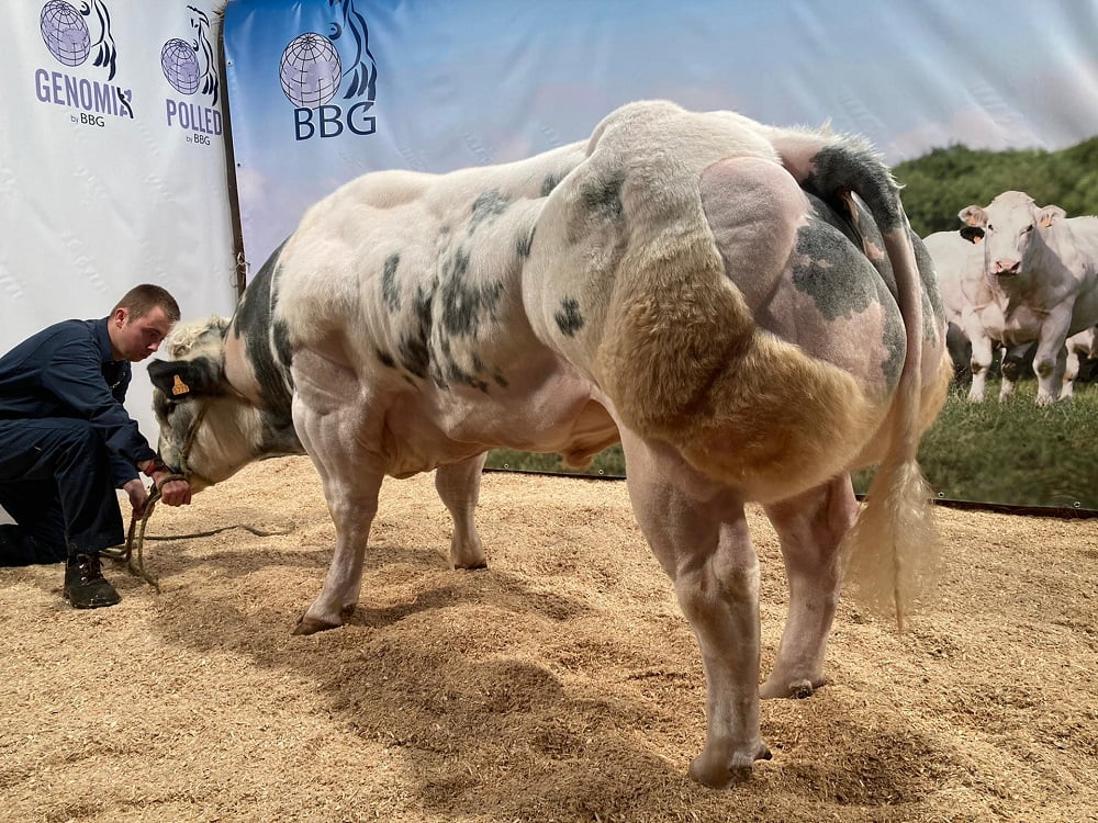 Semen y Embriones Raza Azul Belga - Imagen 19
