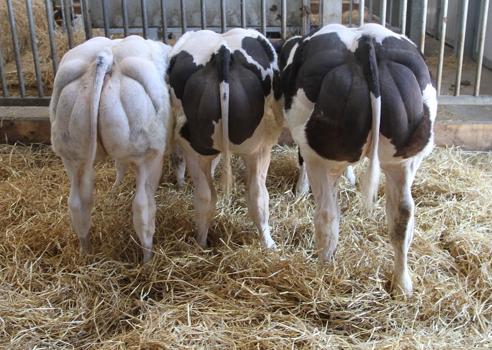 Semen y Embriones Raza Azul Belga - Imagen 12