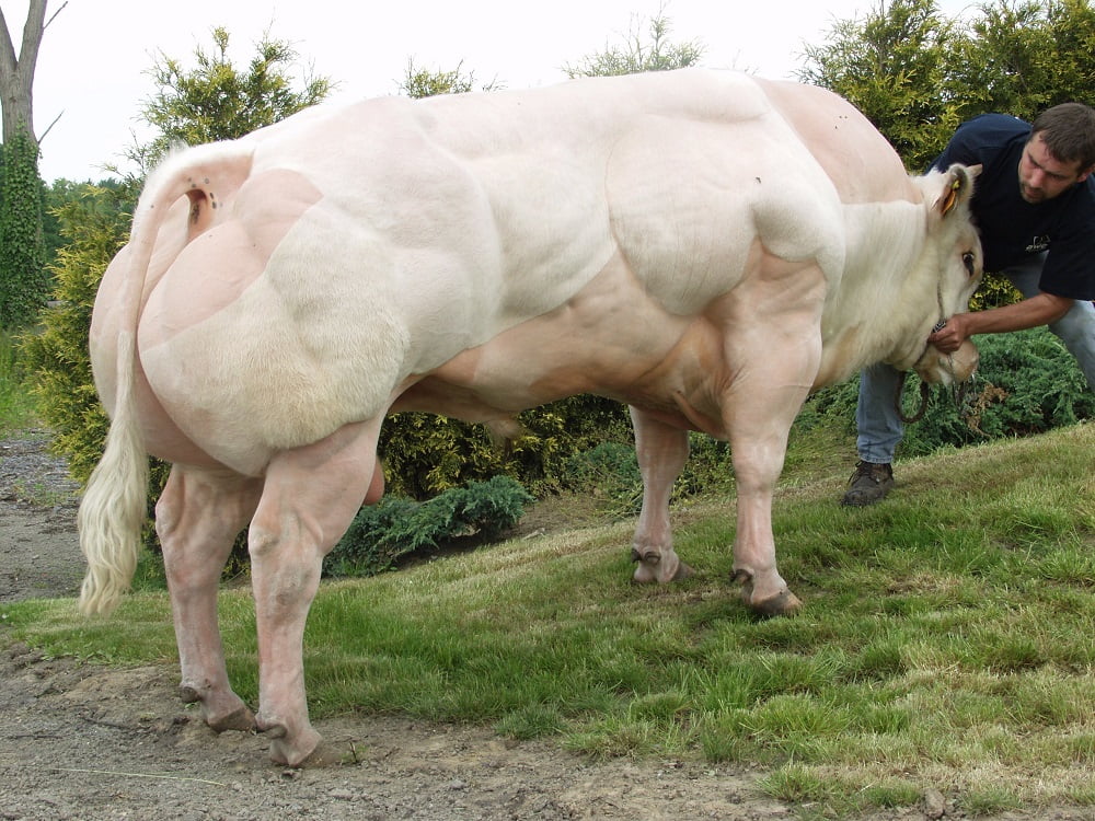 Semen y Embriones Raza Azul Belga - Imagen 6