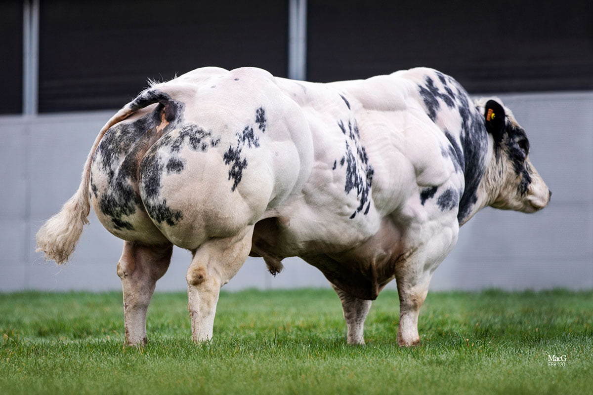 Semen y Embriones Raza Azul Belga - Imagen 9