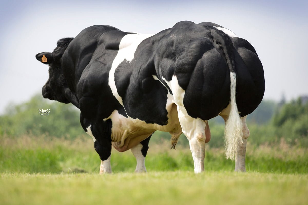 Semen y Embriones Raza Azul Belga - Imagen 13