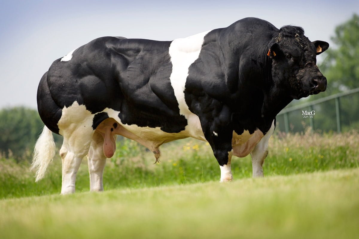 Semen y Embriones Raza Azul Belga - Imagen 14