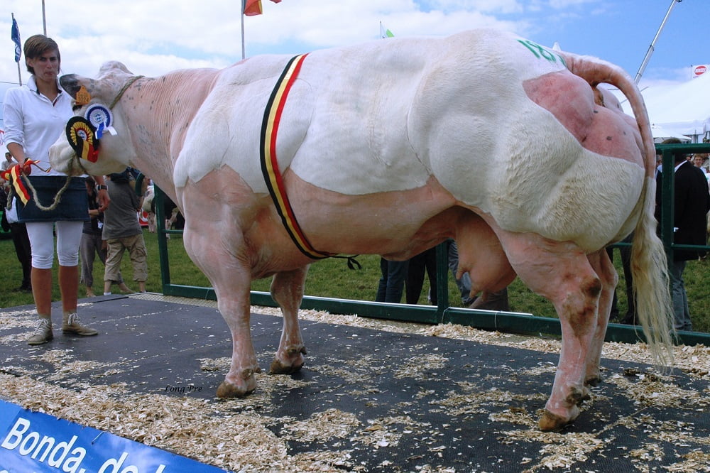 Semen y Embriones Raza Azul Belga - Imagen 28