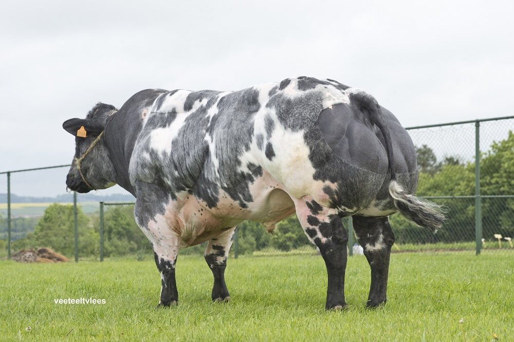 Semen y Embriones Raza Azul Belga - Imagen 20