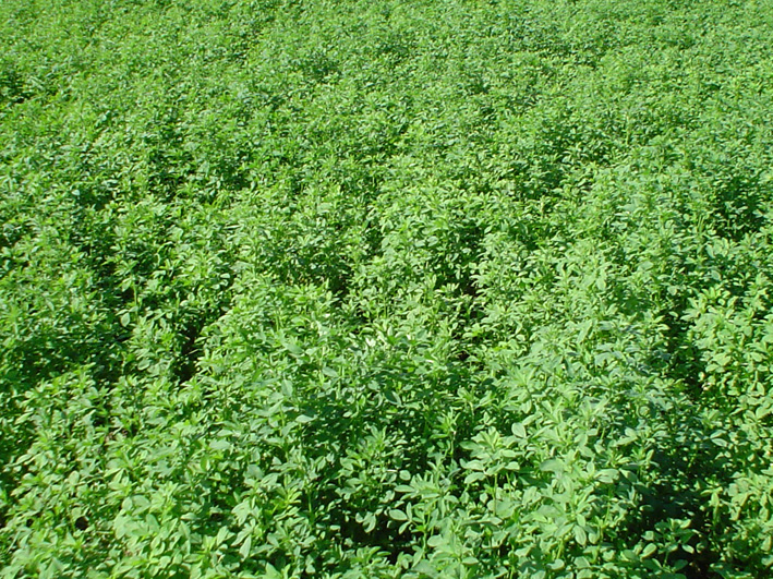 ALFALFA SW3407 - Imagen 3