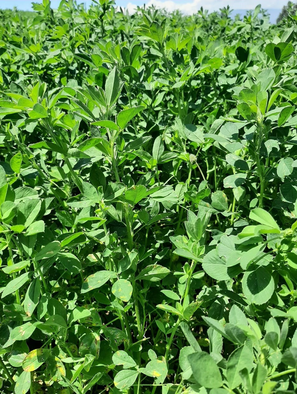 ALFALFA SW3407 - Imagen 2