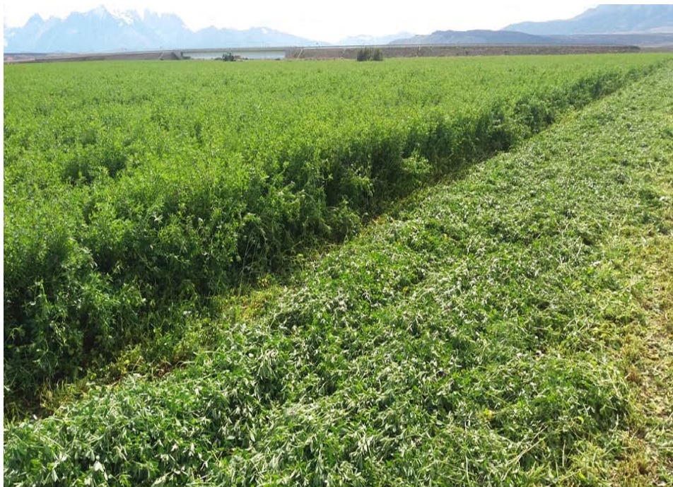 ALFALFA SW3407