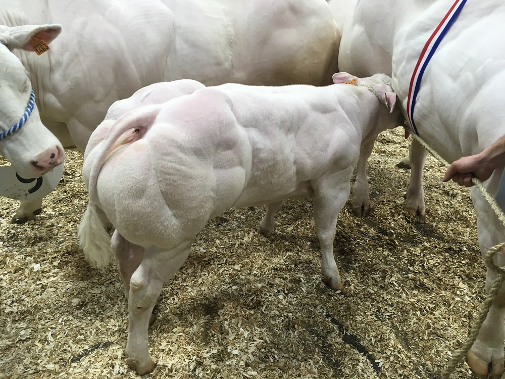 Semen y Embriones Raza Azul Belga - Imagen 11