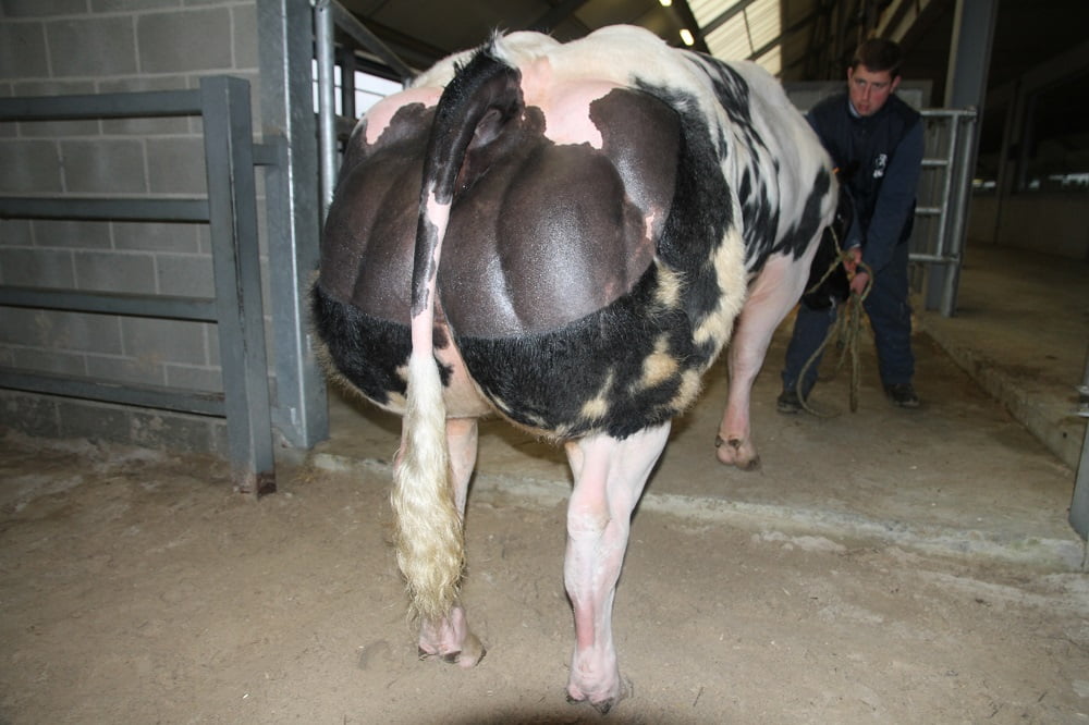 Semen y Embriones Raza Azul Belga - Imagen 5