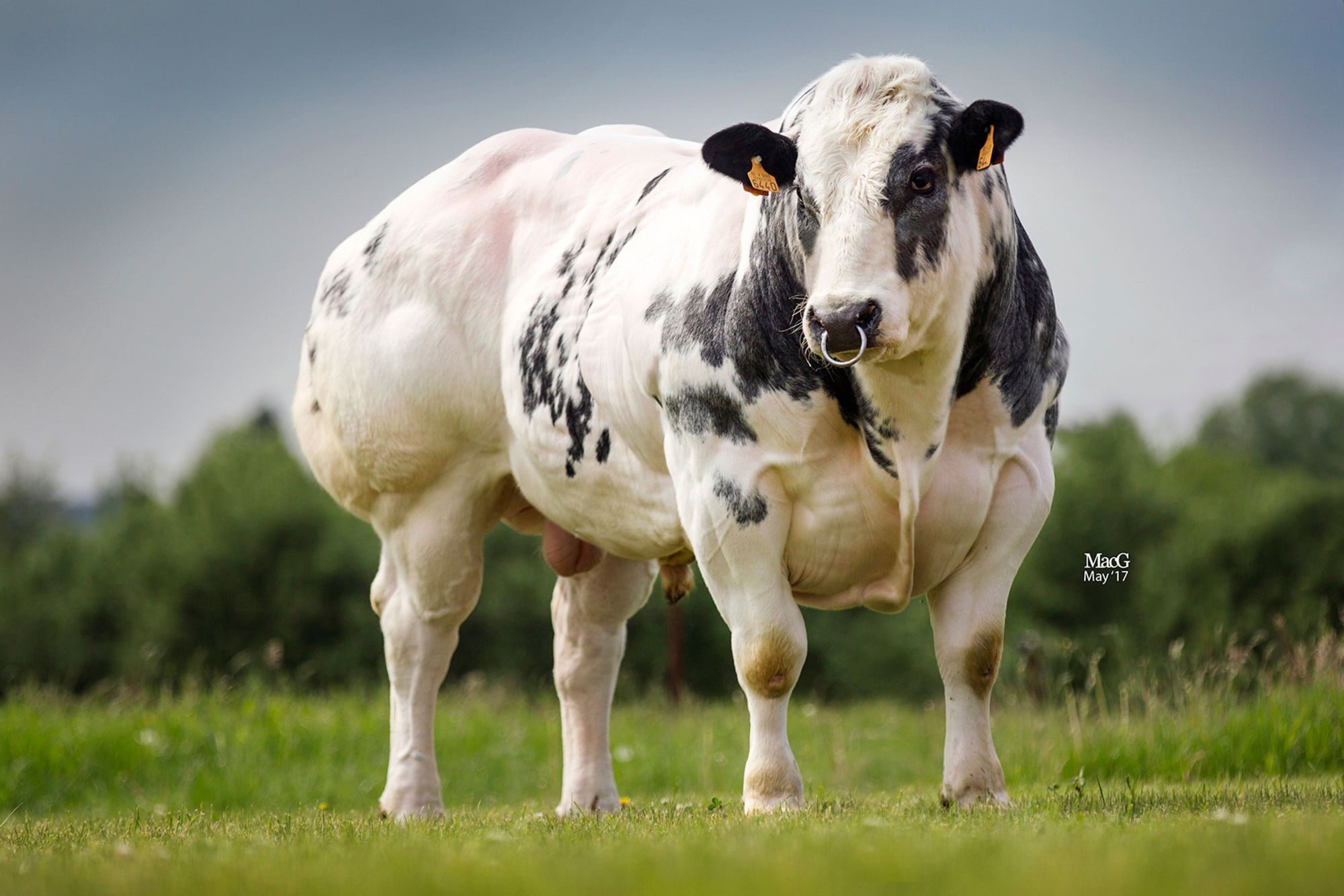 Semen y Embriones Raza Azul Belga - Imagen 10