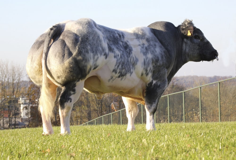 Semen y Embriones Raza Azul Belga - Imagen 4