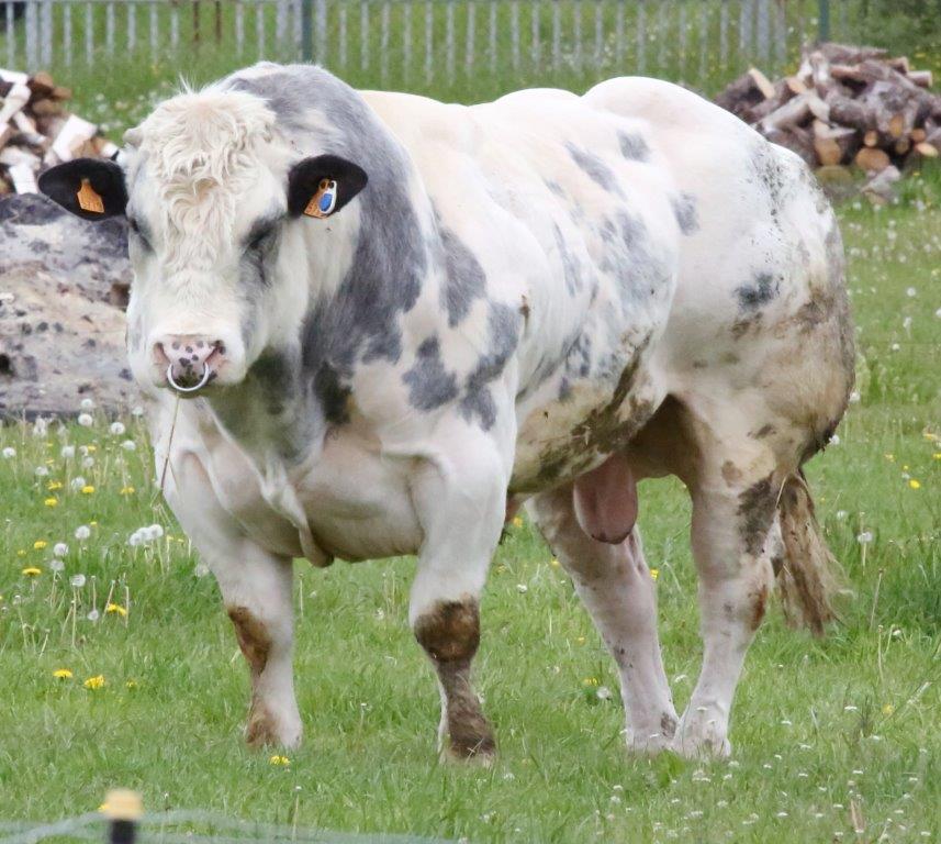 Semen y Embriones Raza Azul Belga - Imagen 18