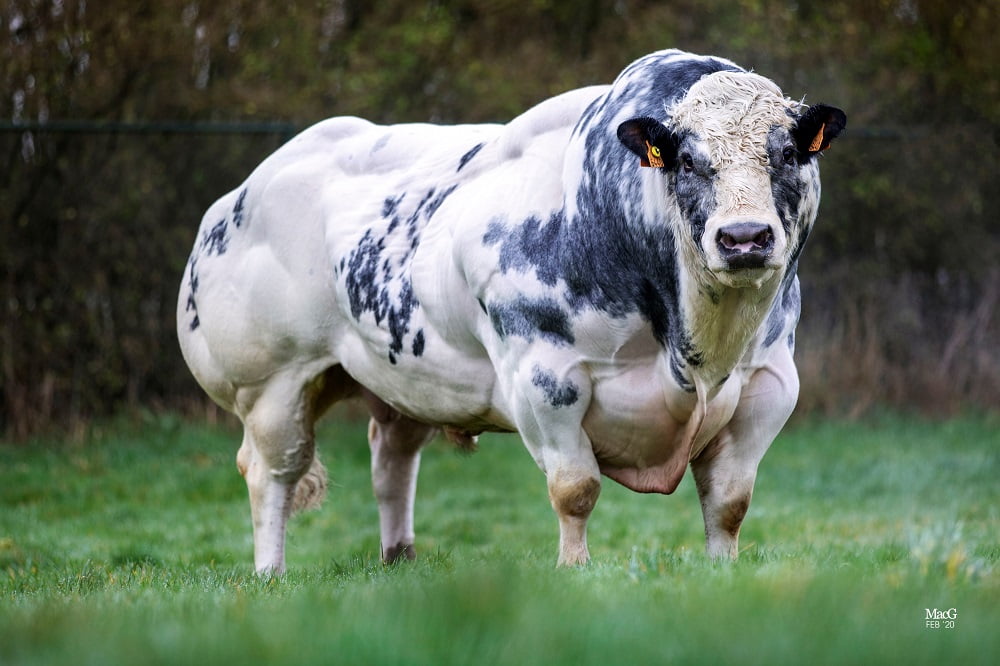 Semen y Embriones Raza Azul Belga - Imagen 15