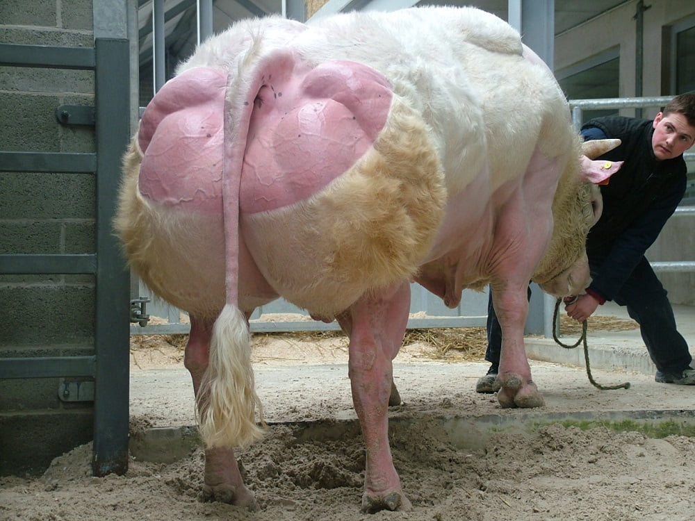 Semen y Embriones Raza Azul Belga - Imagen 8