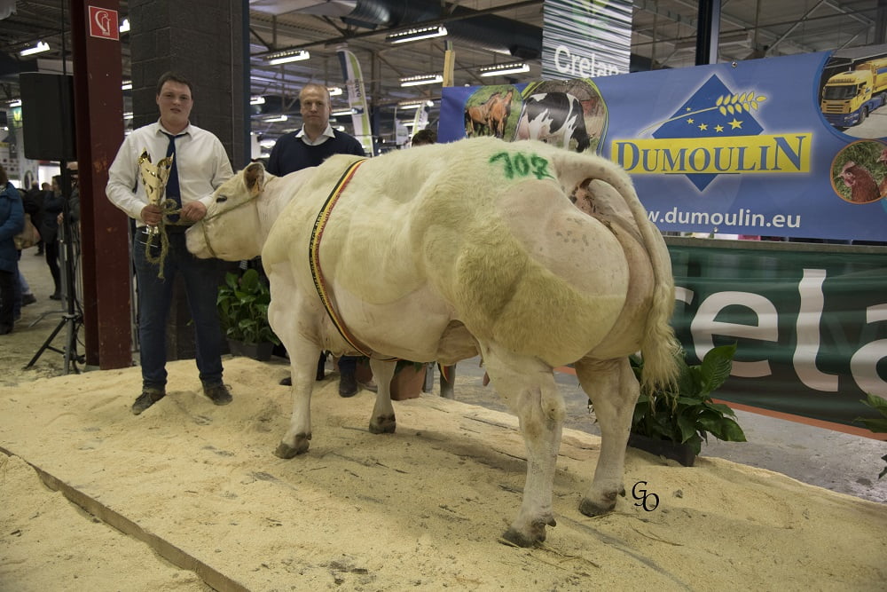 Semen y Embriones Raza Azul Belga - Imagen 21