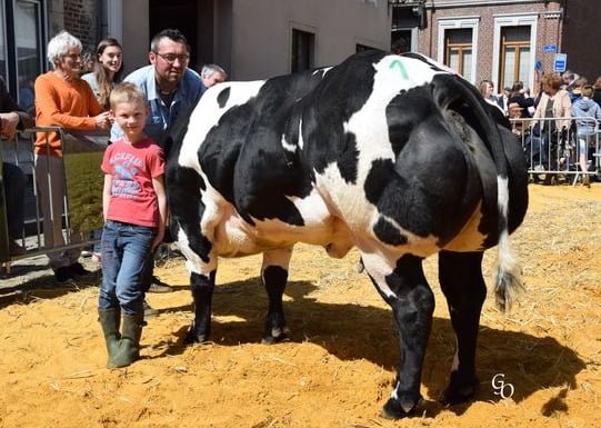 Semen y Embriones Raza Azul Belga - Imagen 24