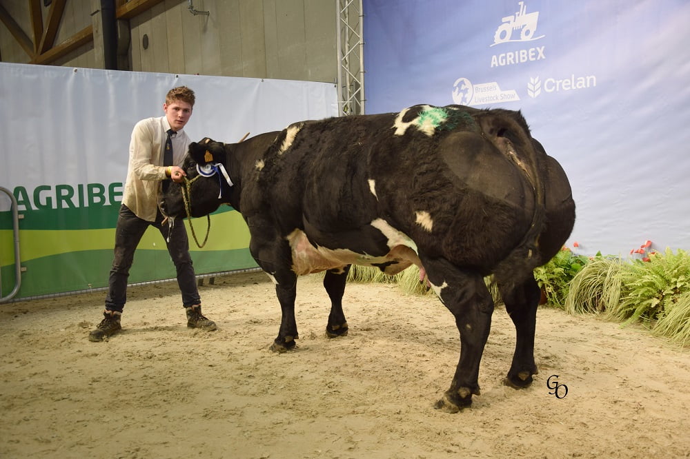 Semen y Embriones Raza Azul Belga - Imagen 23