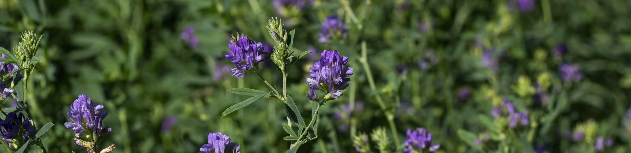 ALFALFA SW3407 - Imagen 4