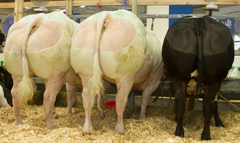 Semen y Embriones Raza Azul Belga - Imagen 27