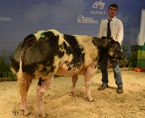 Semen y Embriones Raza Azul Belga - Imagen 26