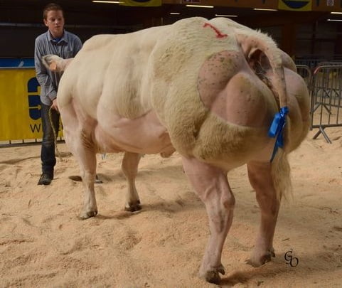 Semen y Embriones Raza Azul Belga - Imagen 25