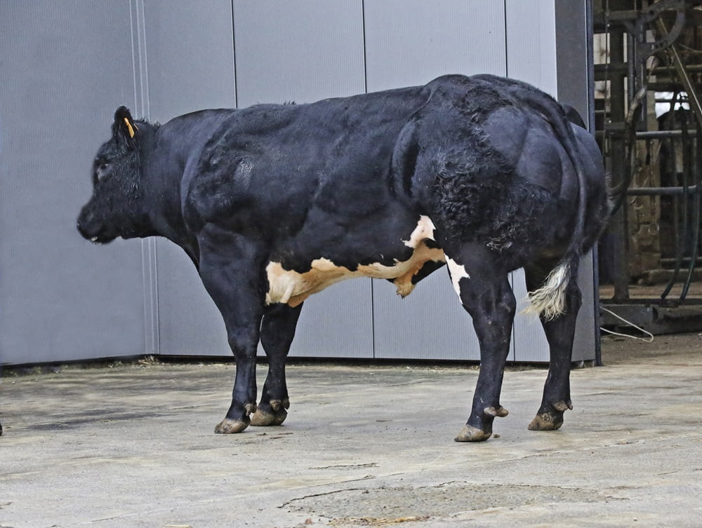 Semen y Embriones Raza Azul Belga - Imagen 30