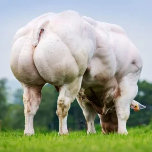 Semen y Embriones Raza Azul Belga