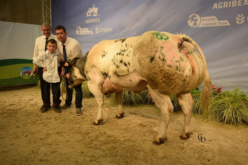 Semen y Embriones Raza Azul Belga - Imagen 22