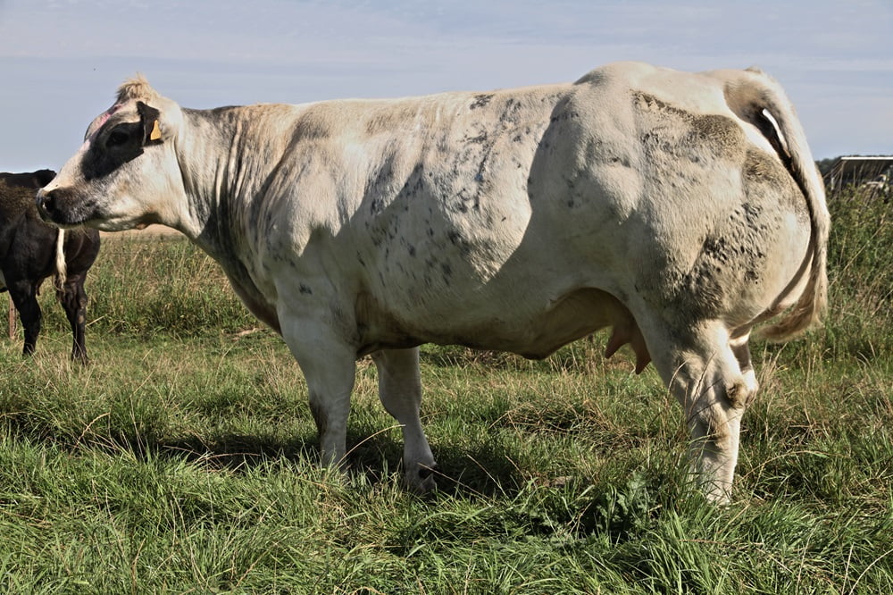 Semen y Embriones Raza Azul Belga - Imagen 31