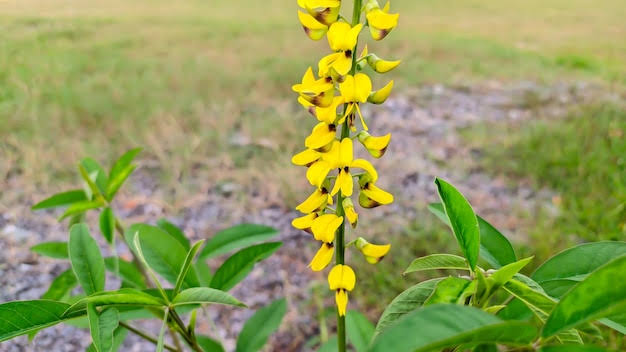 Semillas de Crotolaria Juncea - Imagen 8