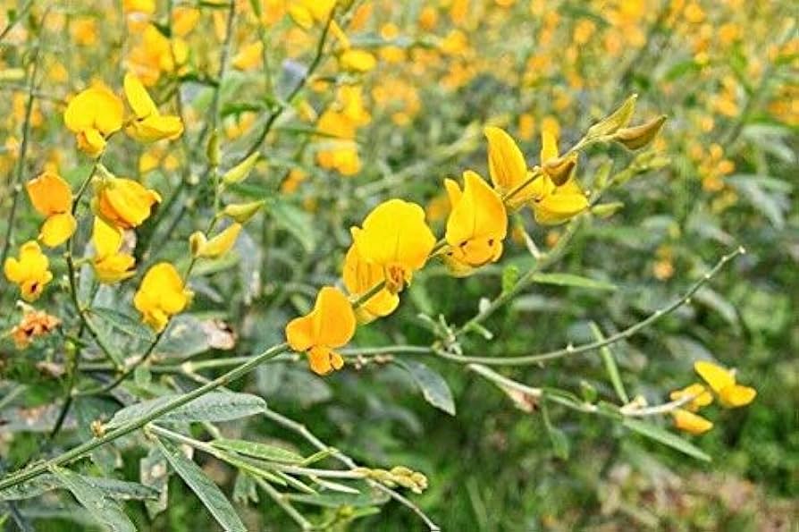 Semillas de Crotolaria Juncea - Imagen 5