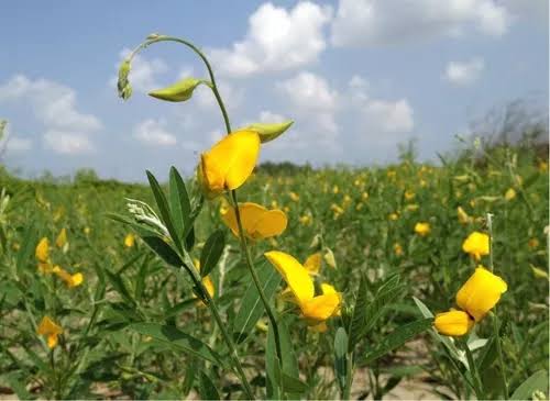 Semillas de Crotolaria Juncea - Imagen 4