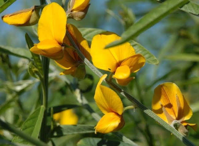 Semillas de Crotolaria Juncea - Imagen 6