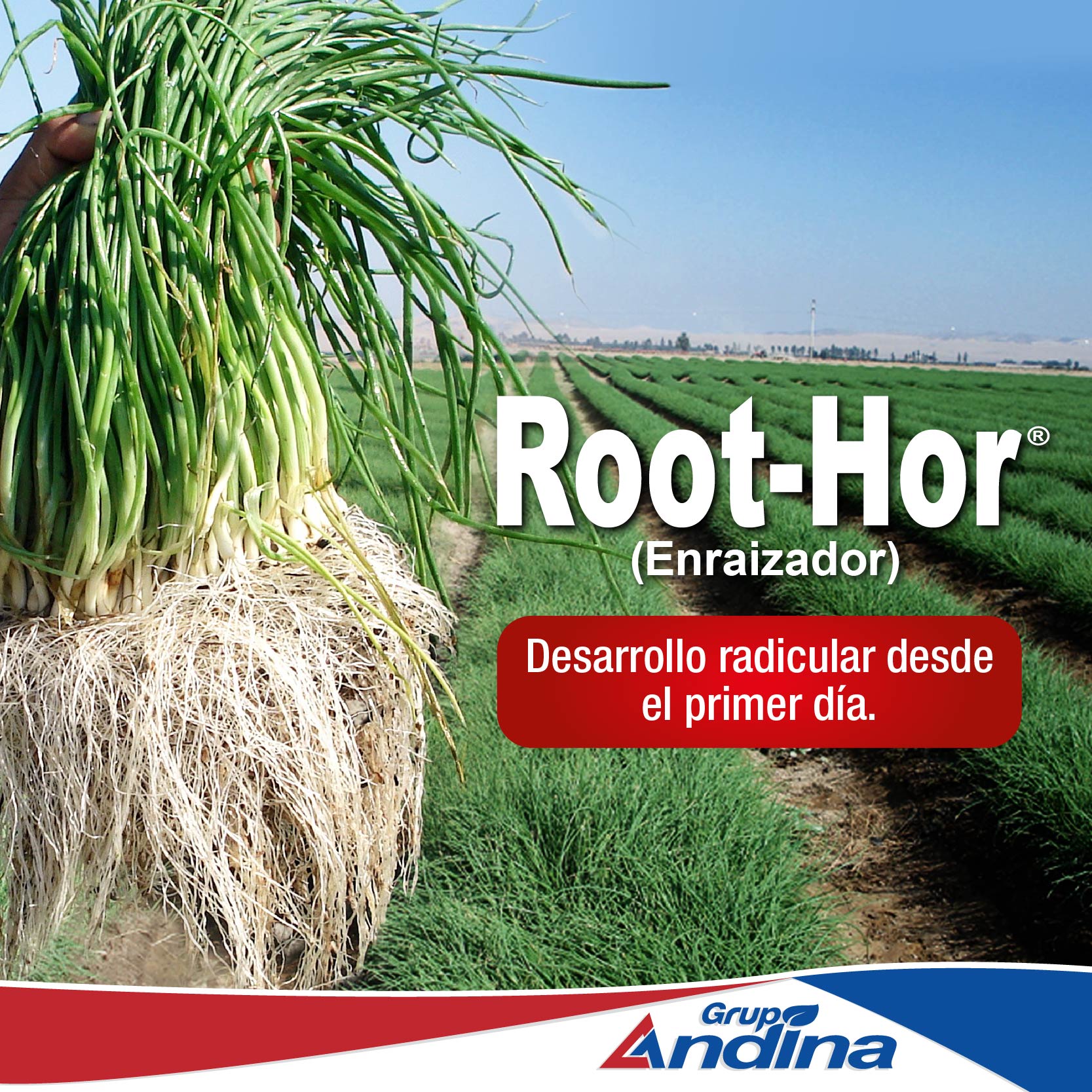 ENRAIZADOR ROOT-HOR 1 LITRO - Imagen 10