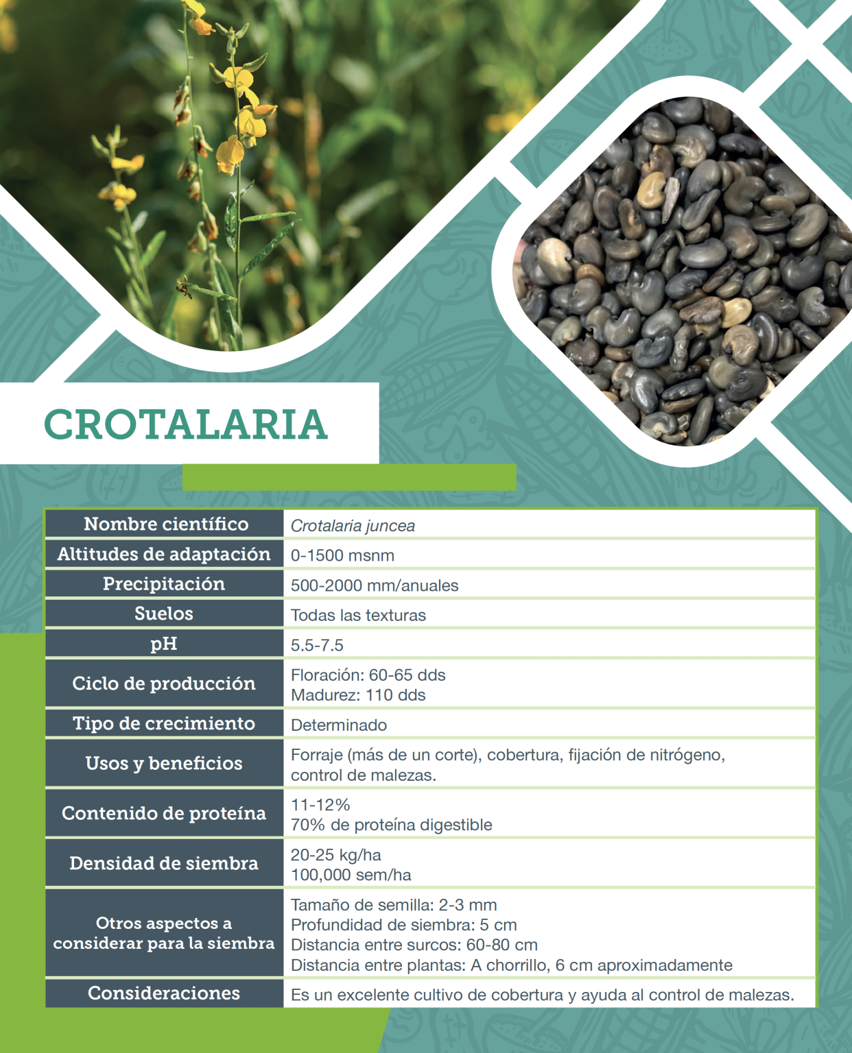 Semillas de Crotolaria Juncea - Imagen 2