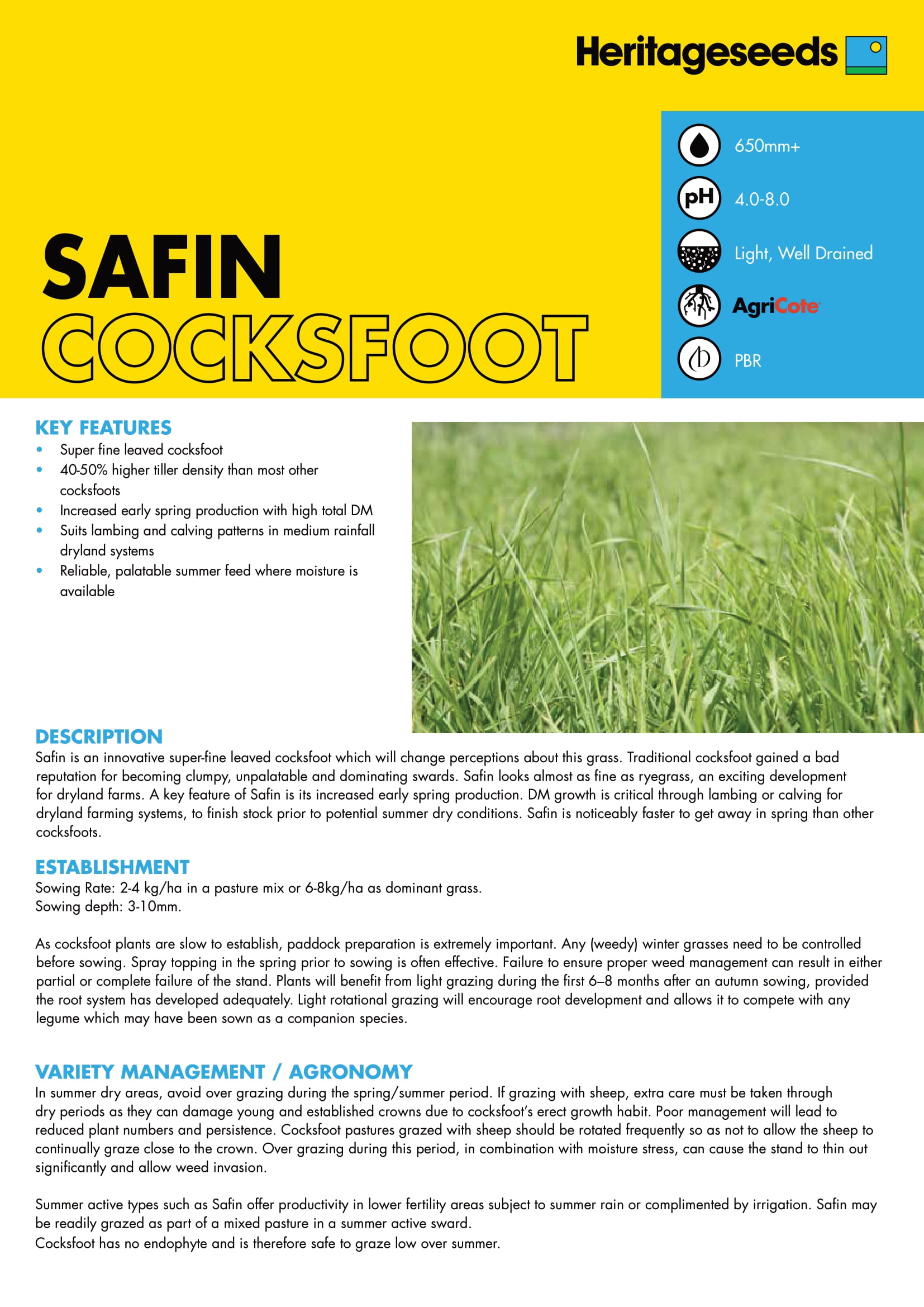 Safin SuperFine Cocksfoot Dactylis Glomerata Hojas Finas - Imagen 4