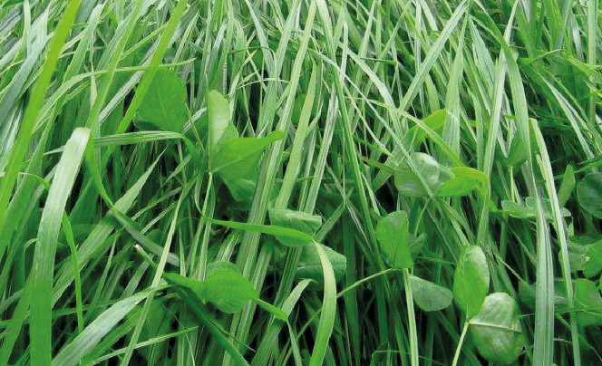 RYE GRASS TITAN BLEND FORAGE (MEZCLA) OK. SEEDS - Imagen 3