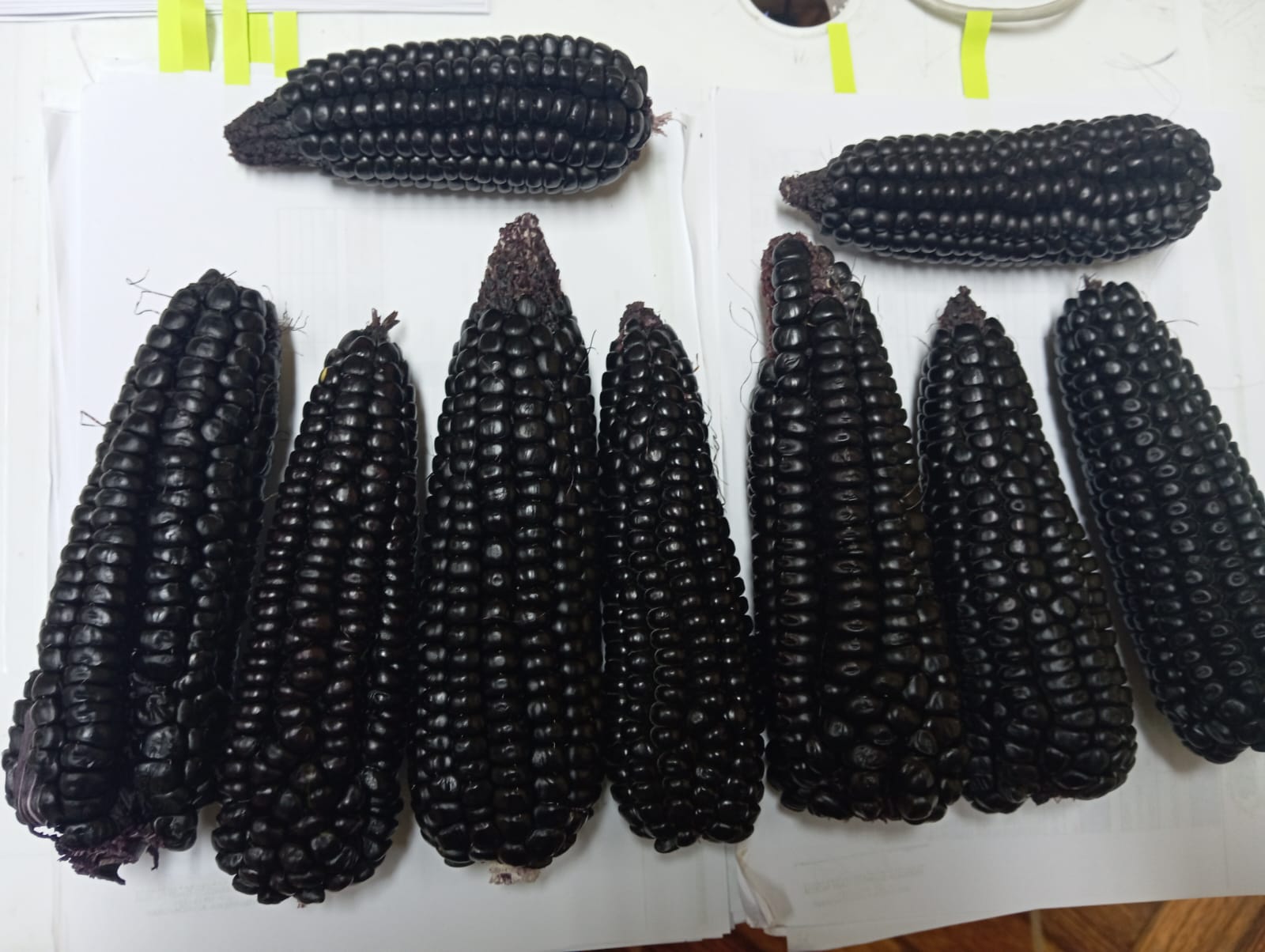 Semilla Maíz Morado INIA 601