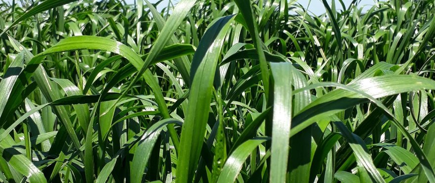 Ryegrass Tetraploide Anual Jumbo - Imagen 3